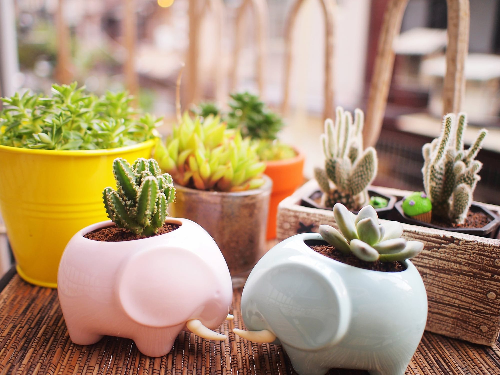 Pink and Blue pots shaped like elephants hold succulents. 