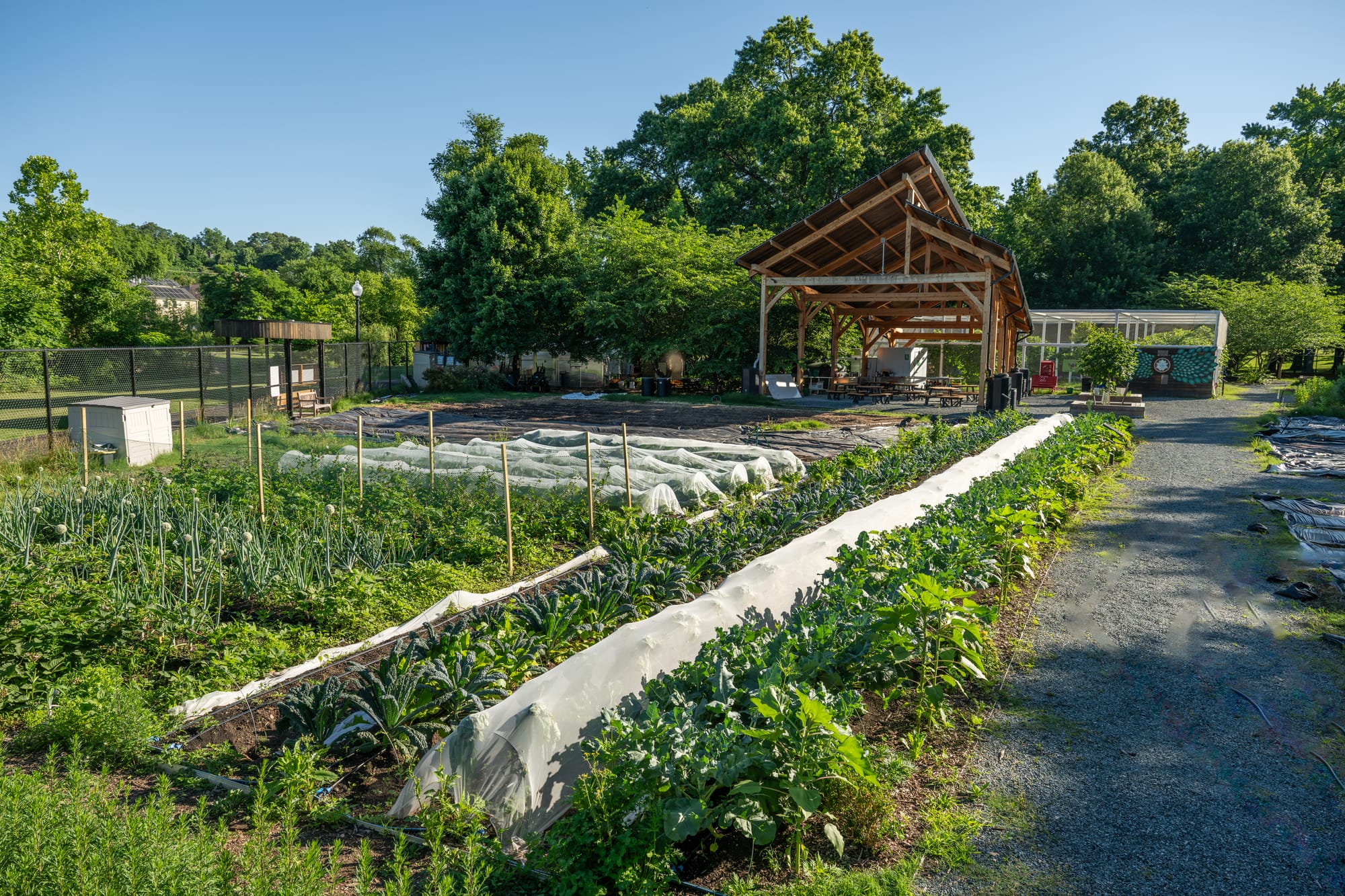 A lush, green farm with rows of green vegetables and a wooden covered area and trees in the background.