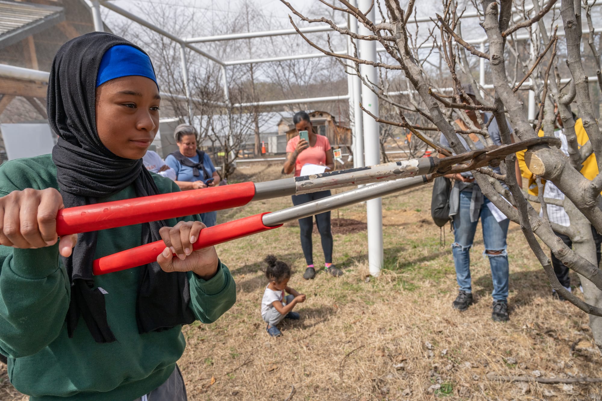 A kid uses pruning shears to clip the branches of a fig tree while a small crowd looks on.