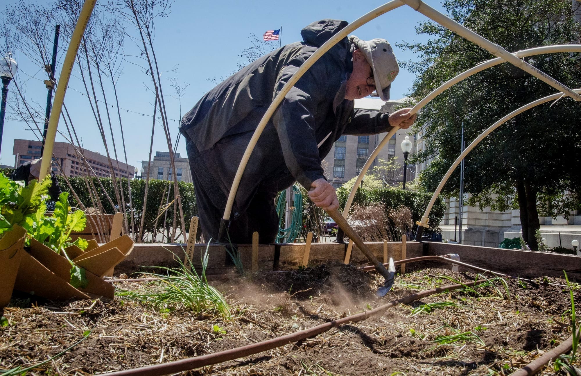 Someone wearing a hat and a coat using a tool to make furrows in a raised garden bed.