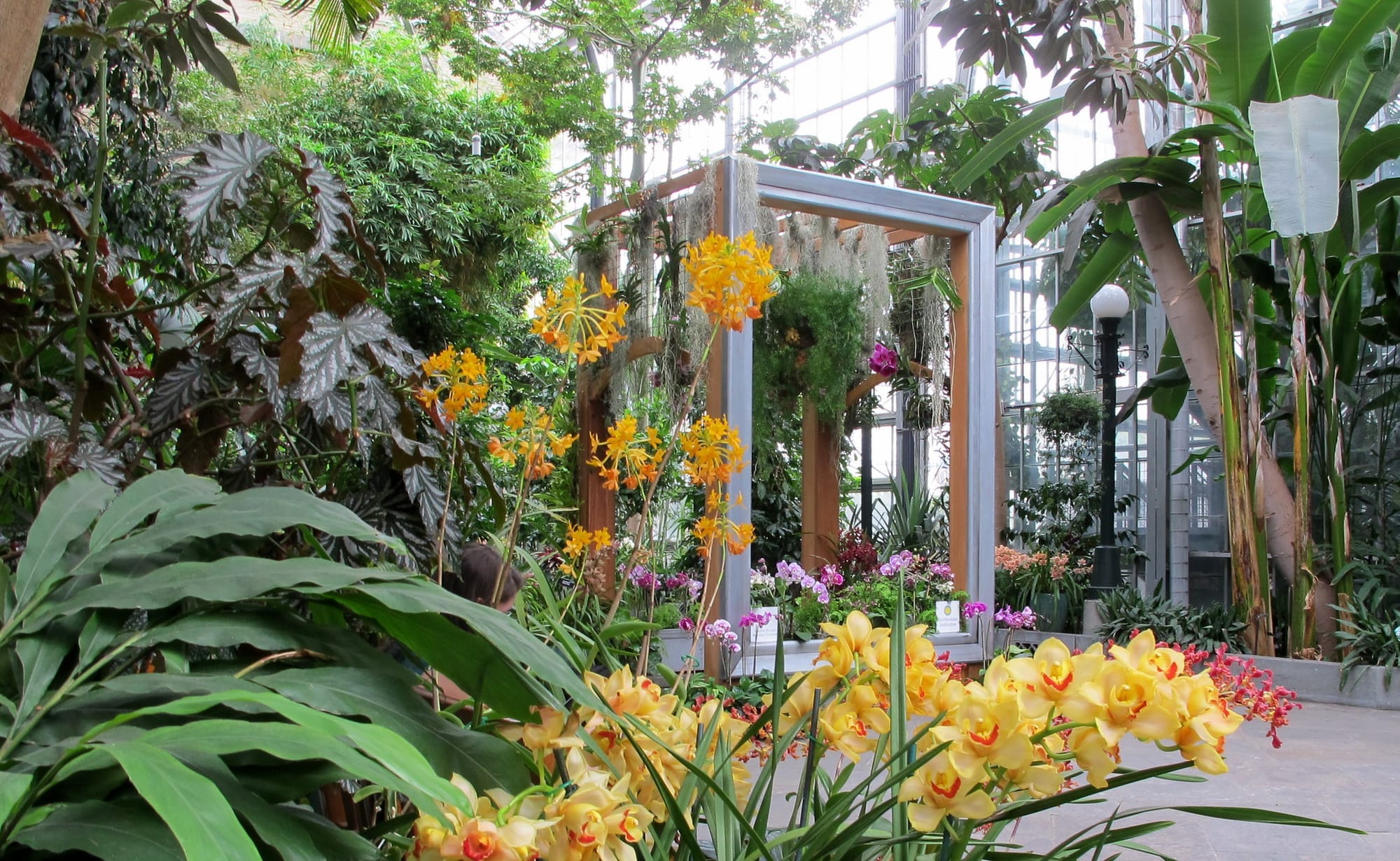 An overgrowth of green leaves and trees, and yellow, orange, and purple blossoms inside a botanic garden.
