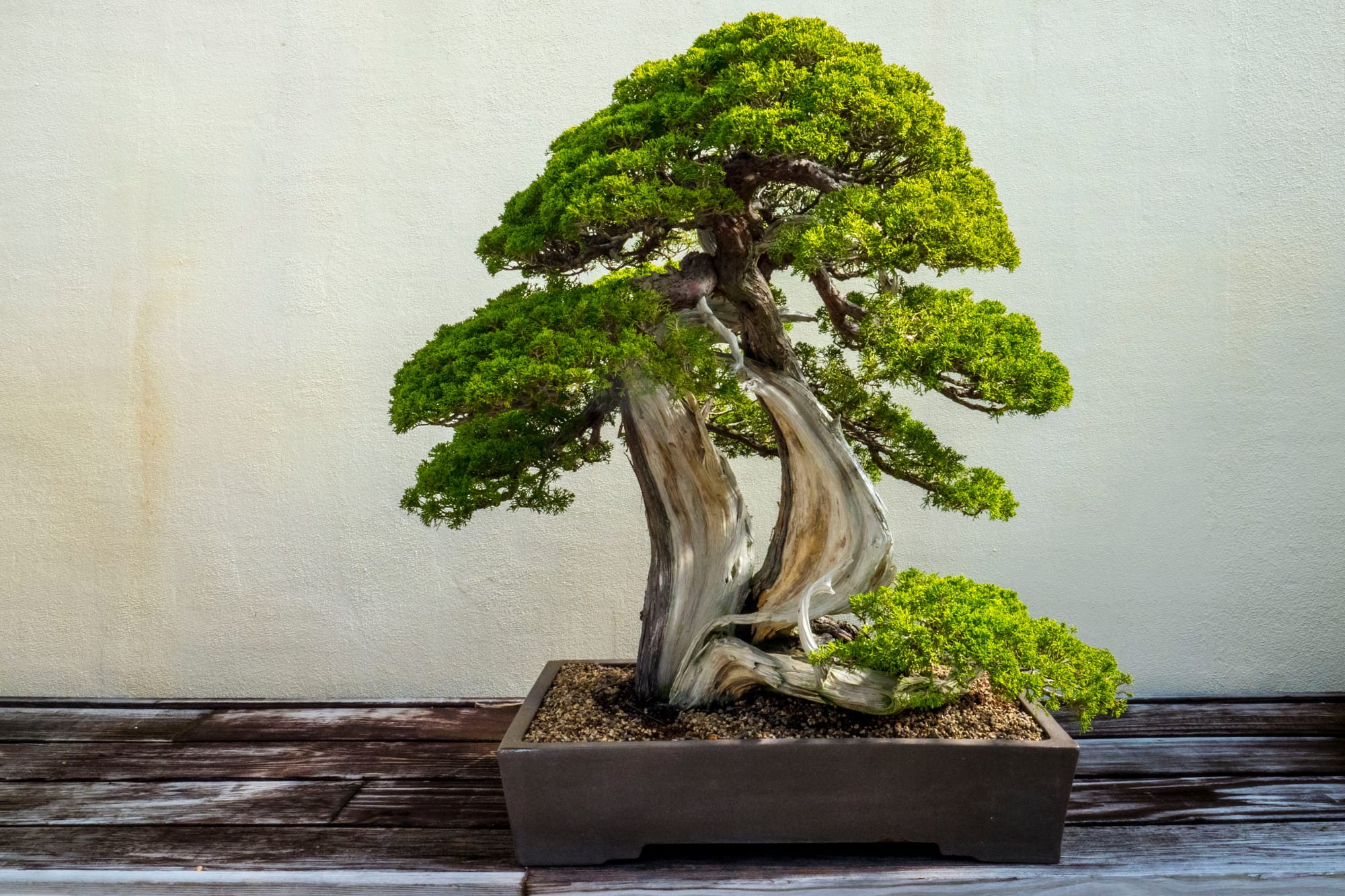 A bonsai tree in a rectangular pot with a sparse background.