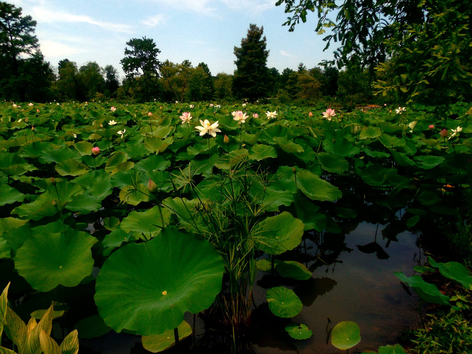 A field of green plants with flowers coming out of them. 