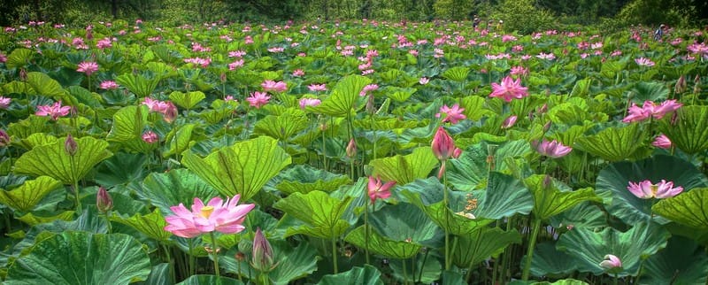 Flowers at aquatic gardens.