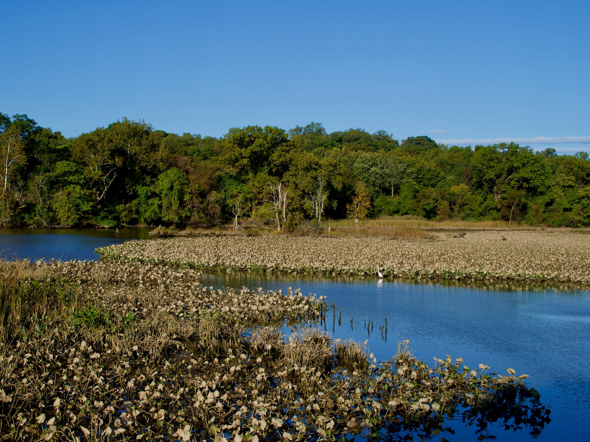 A pond at Kenilworth Aquatic Gardens 