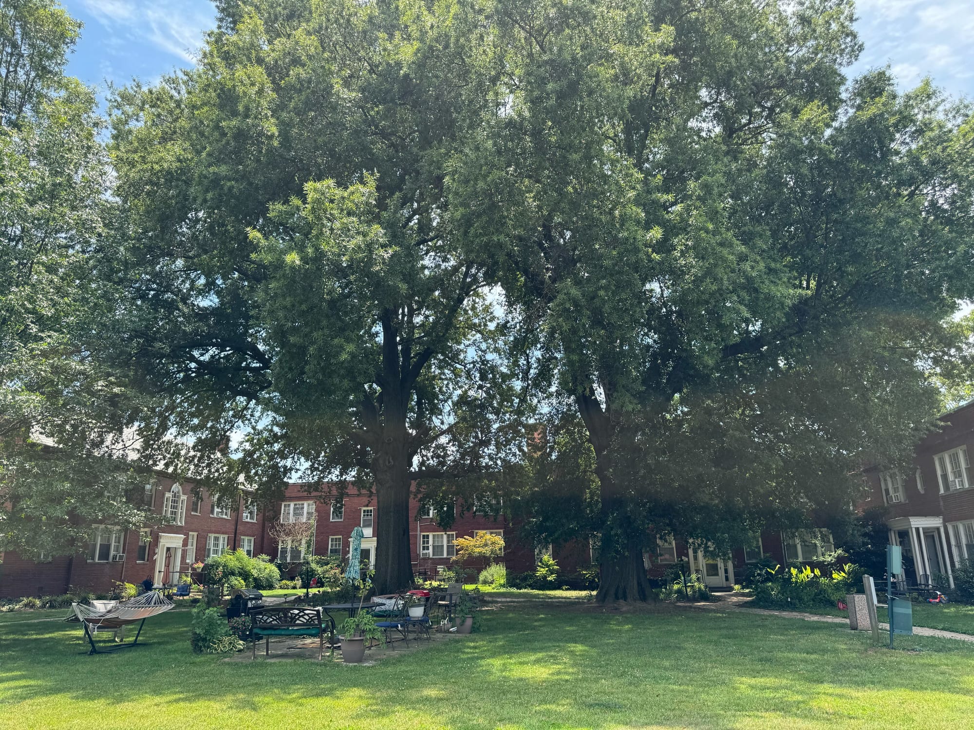 A courtyard surrounded by red brick buildings, with two large oaks in the middle. 