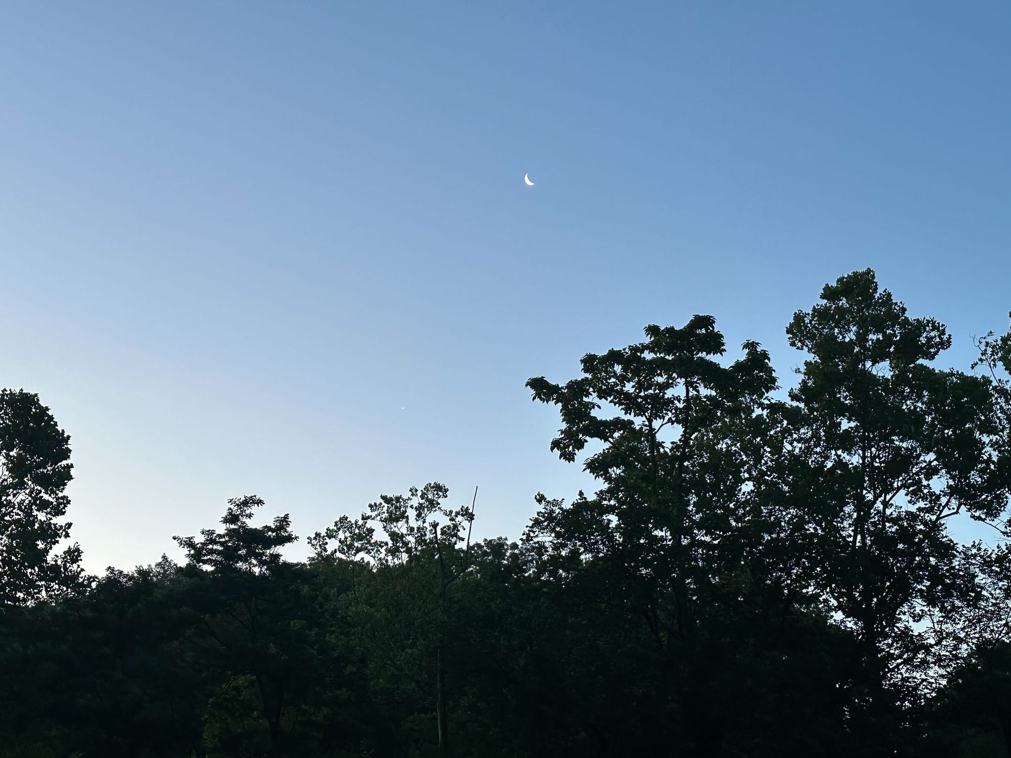 The sky at dawn above a line of trees