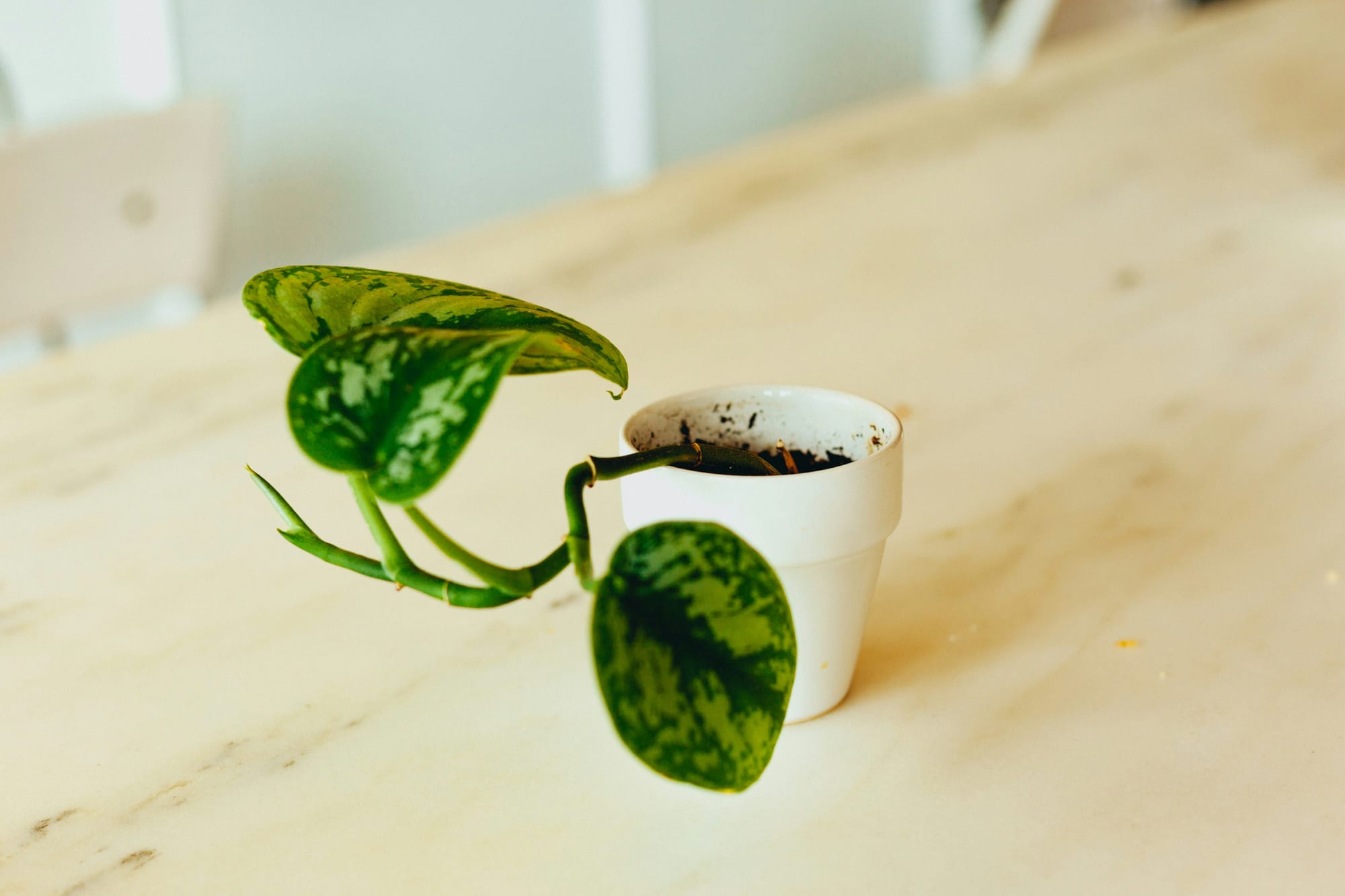 A small plant with three leaves in a white pot.