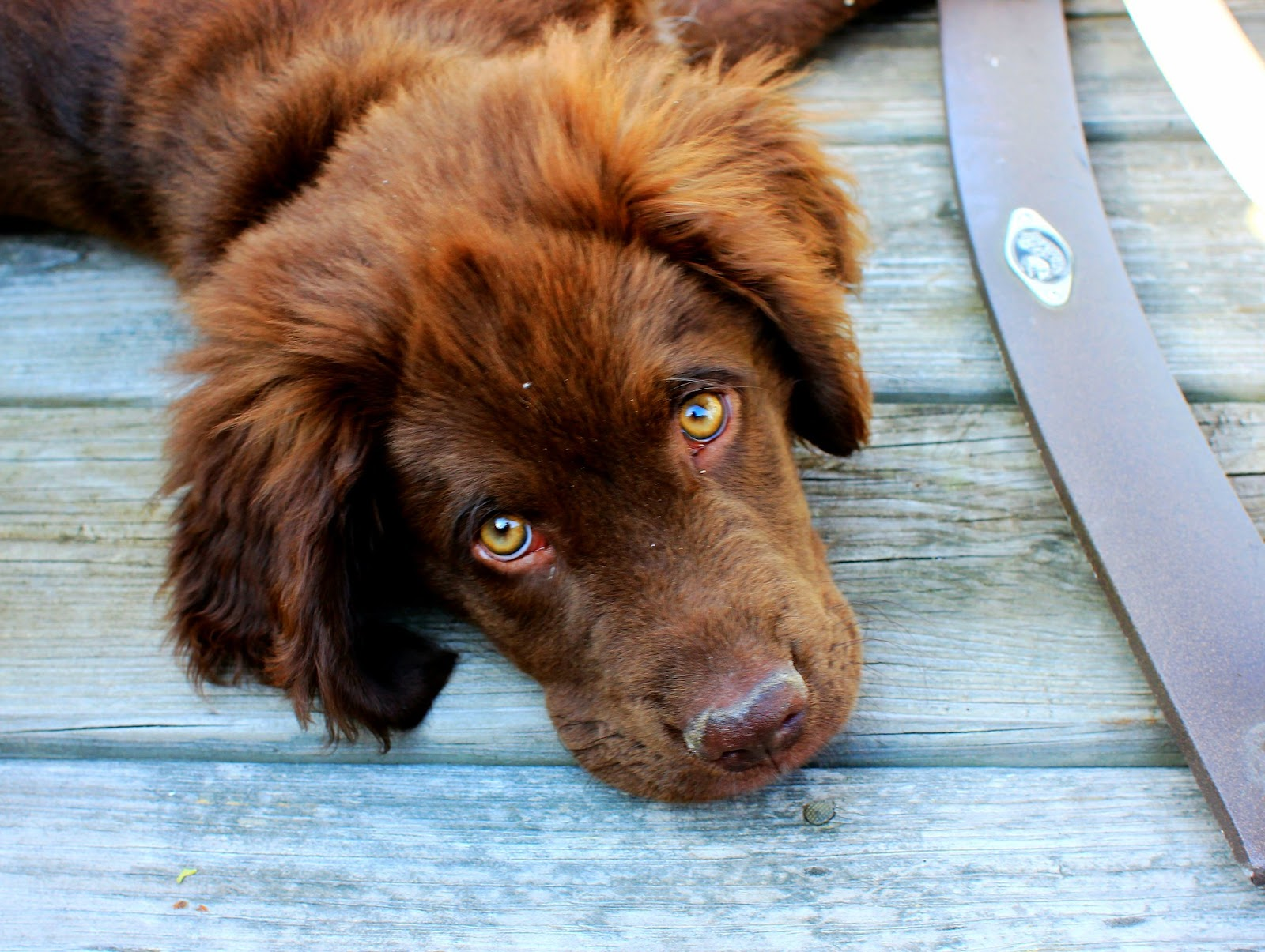 A young brown dog with hazel eyes looks soulfully at the camera
