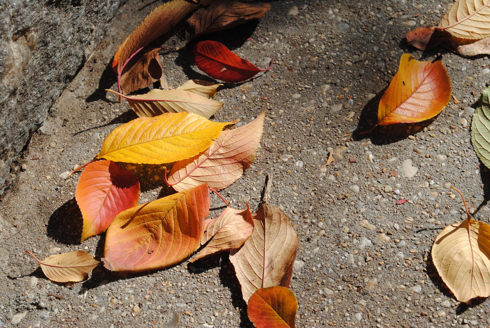 Leaves have fallen to the sidewalk in the autumn.