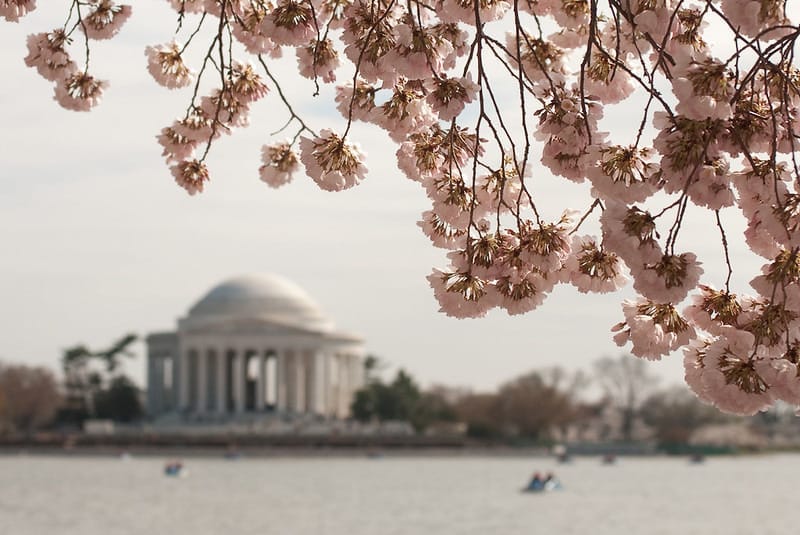 Cherry blossoms in front of the Jefferson Memorial in D.C.'s Tidal Basin.