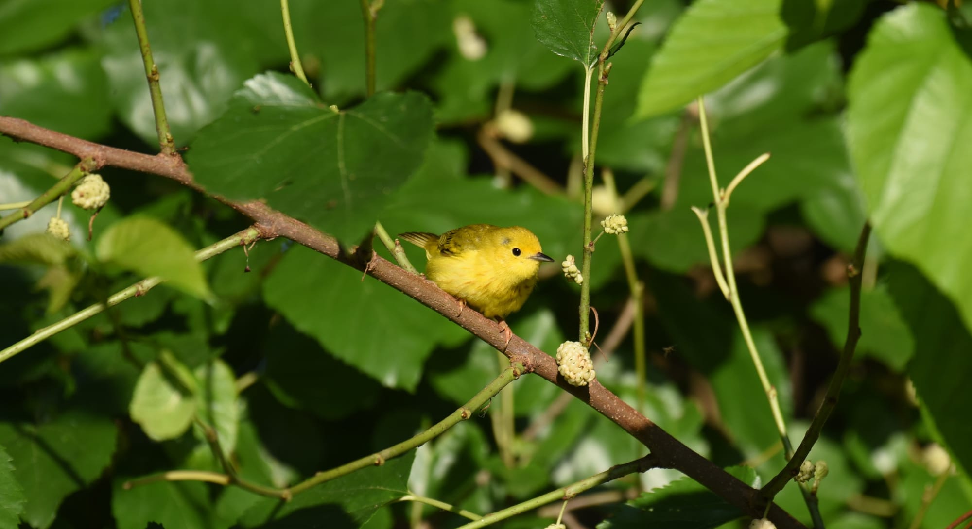 A yellow bird perches on a tree branch.