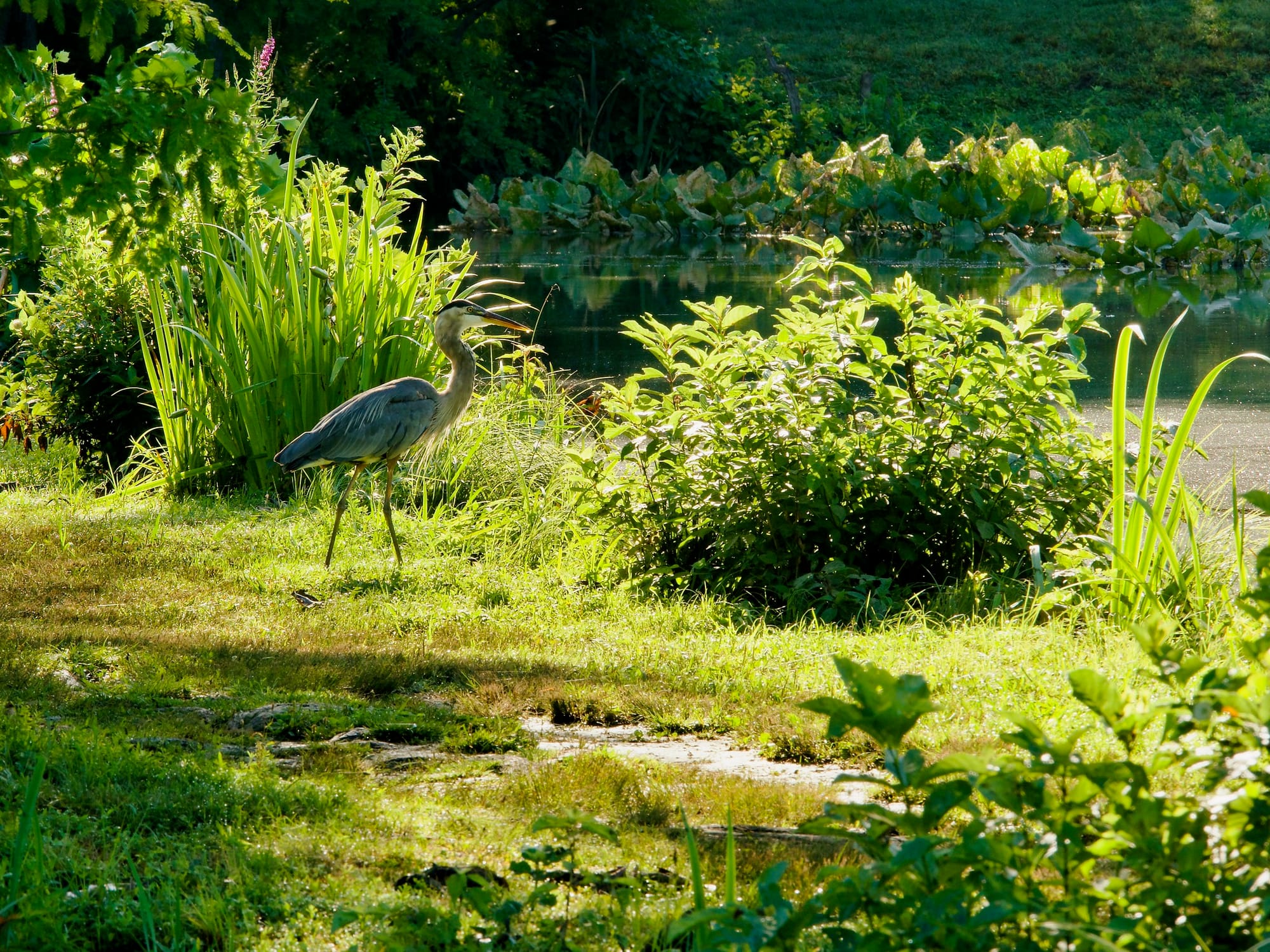 A great blue heron in a glowing green wetland.