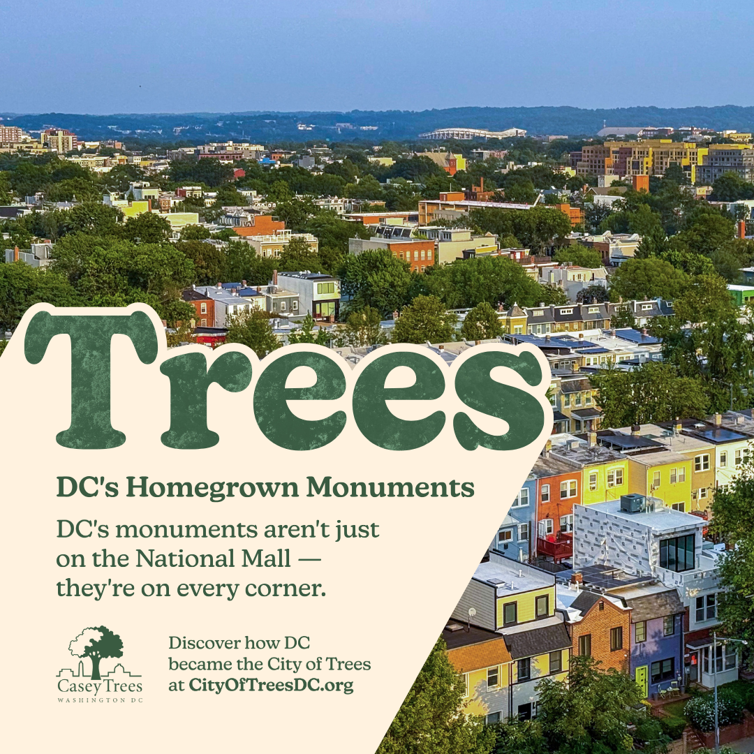 Ad image for Casey Trees that says "Trees, DC's homegrown monuments; DC's monuments aren't just on the National Mall - they're on every corner."