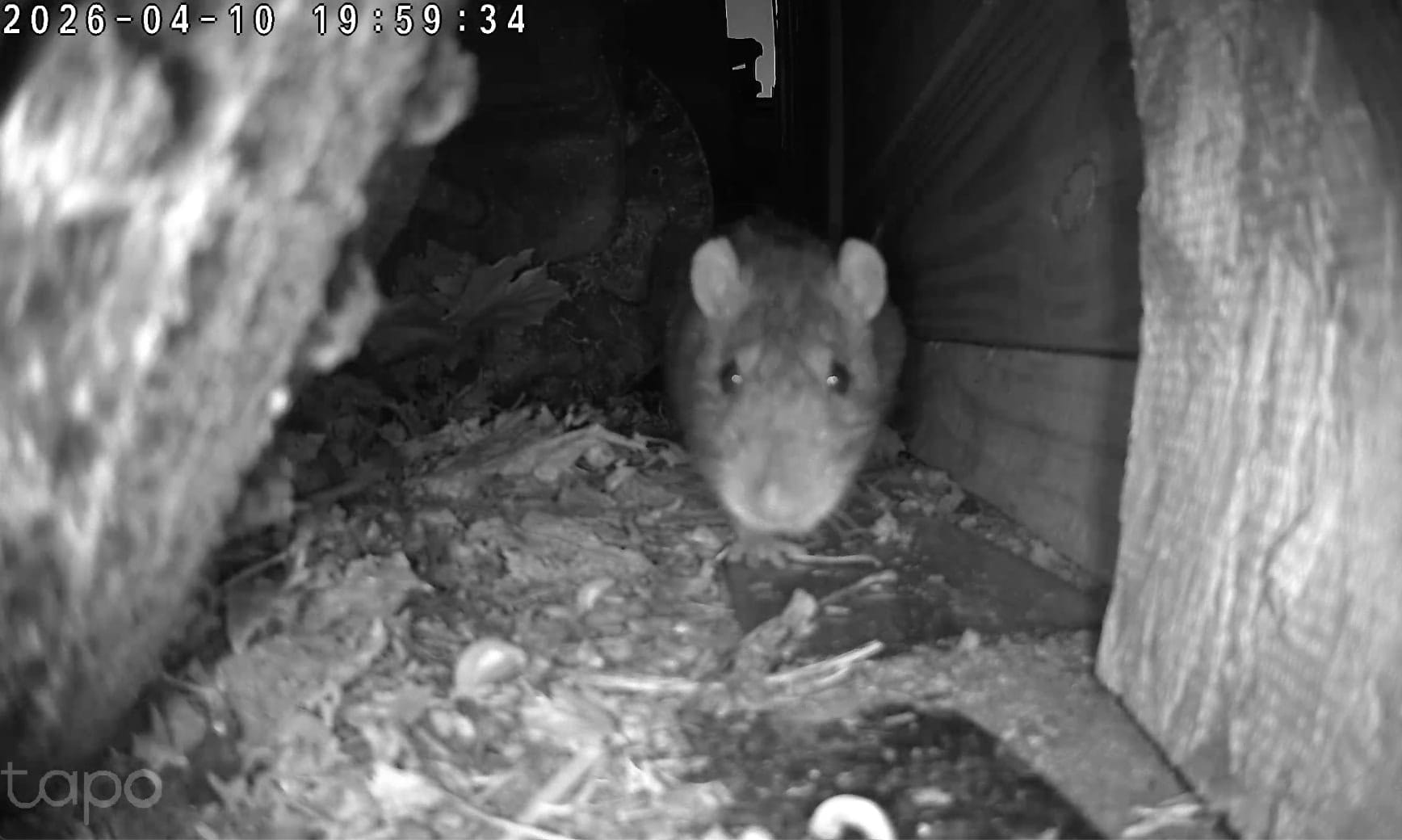 A photo of a rat looking into the camera.