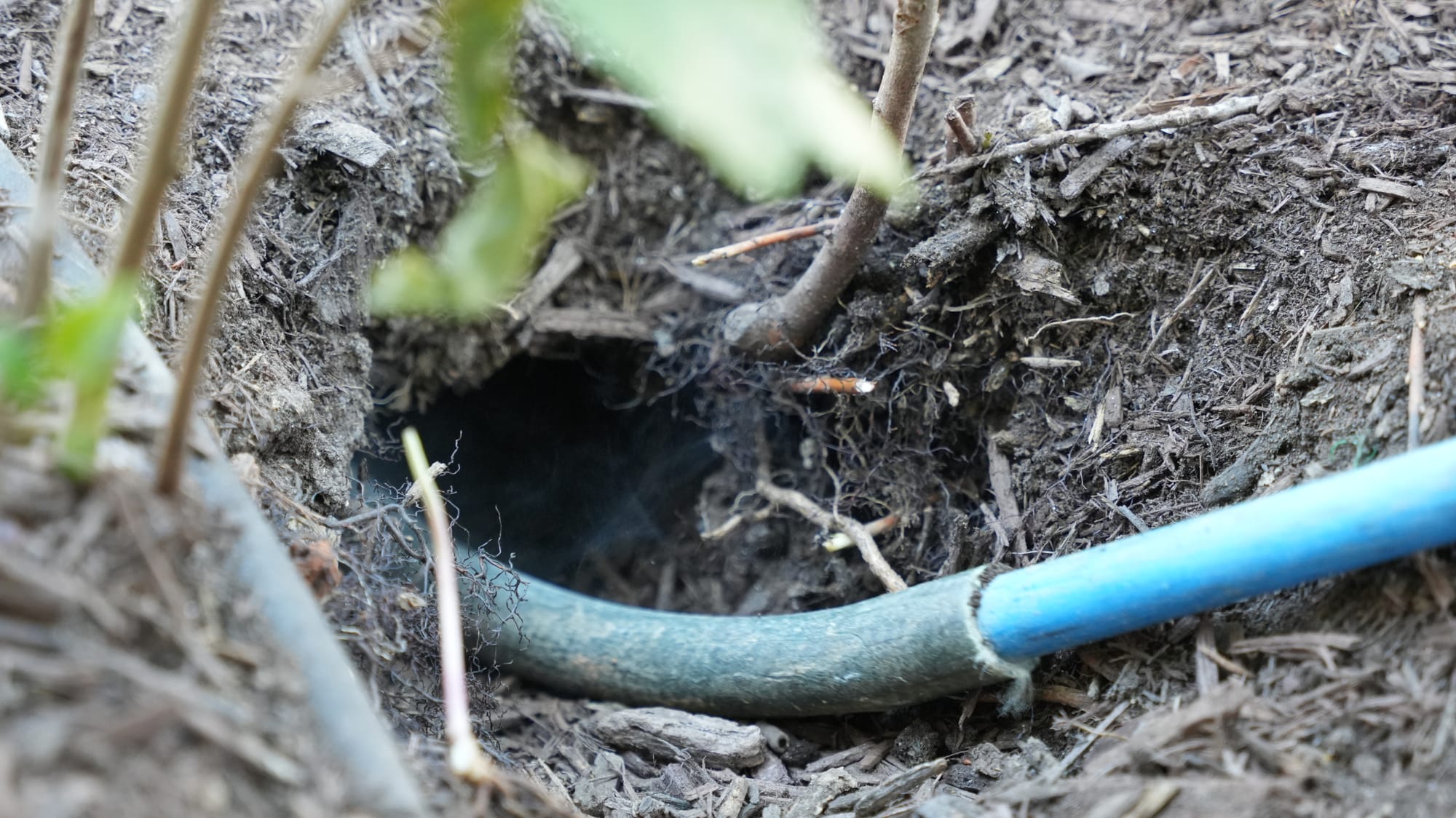 A photo of tracking powder going into an rat burrow in the ground.