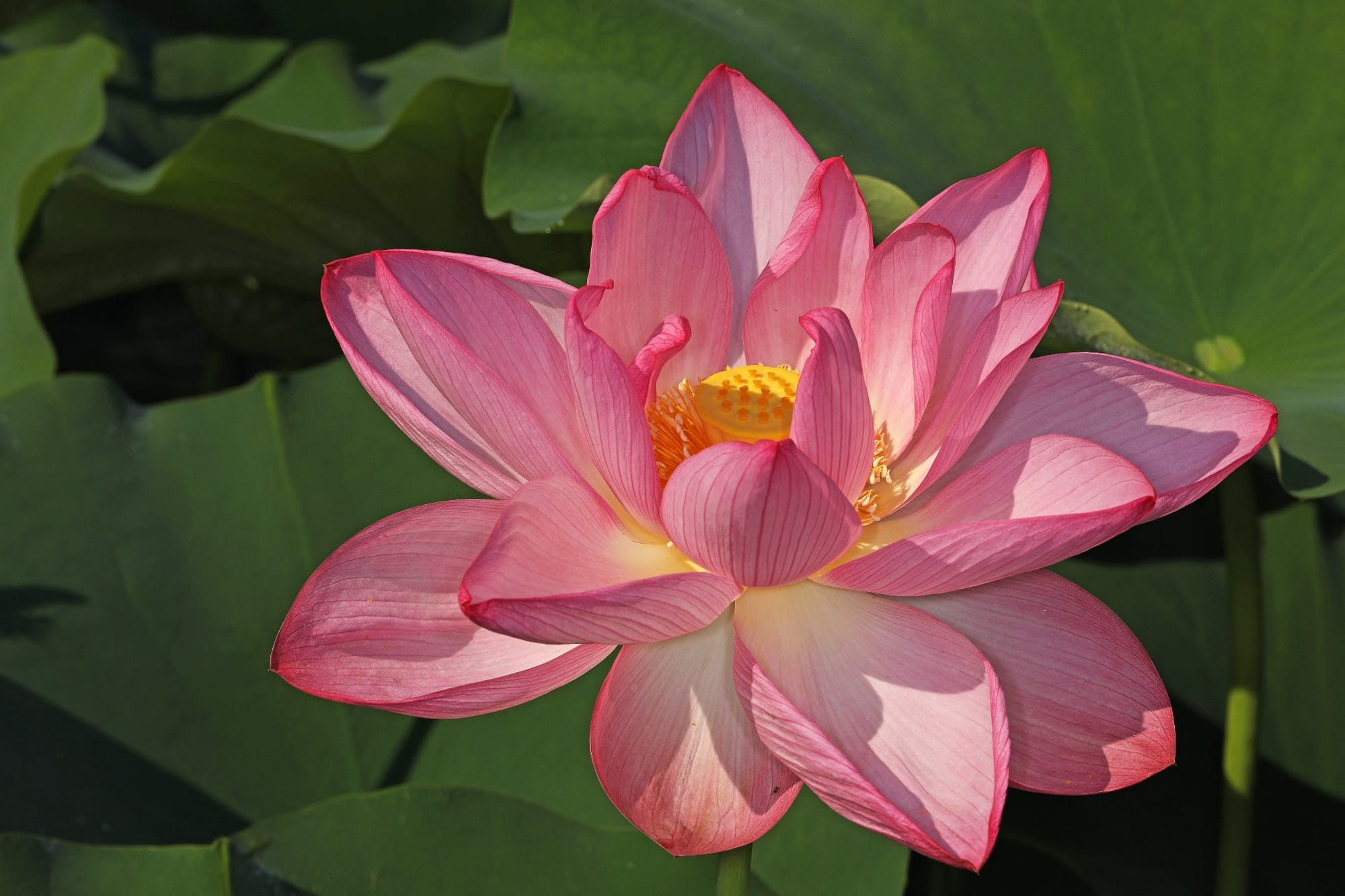 A pink lotus flower blooming
