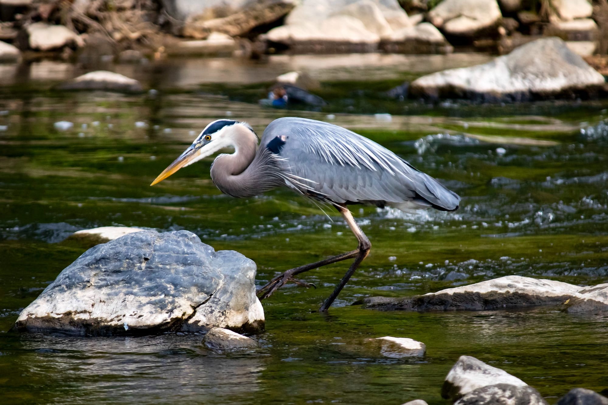 A great blue heron in a river.