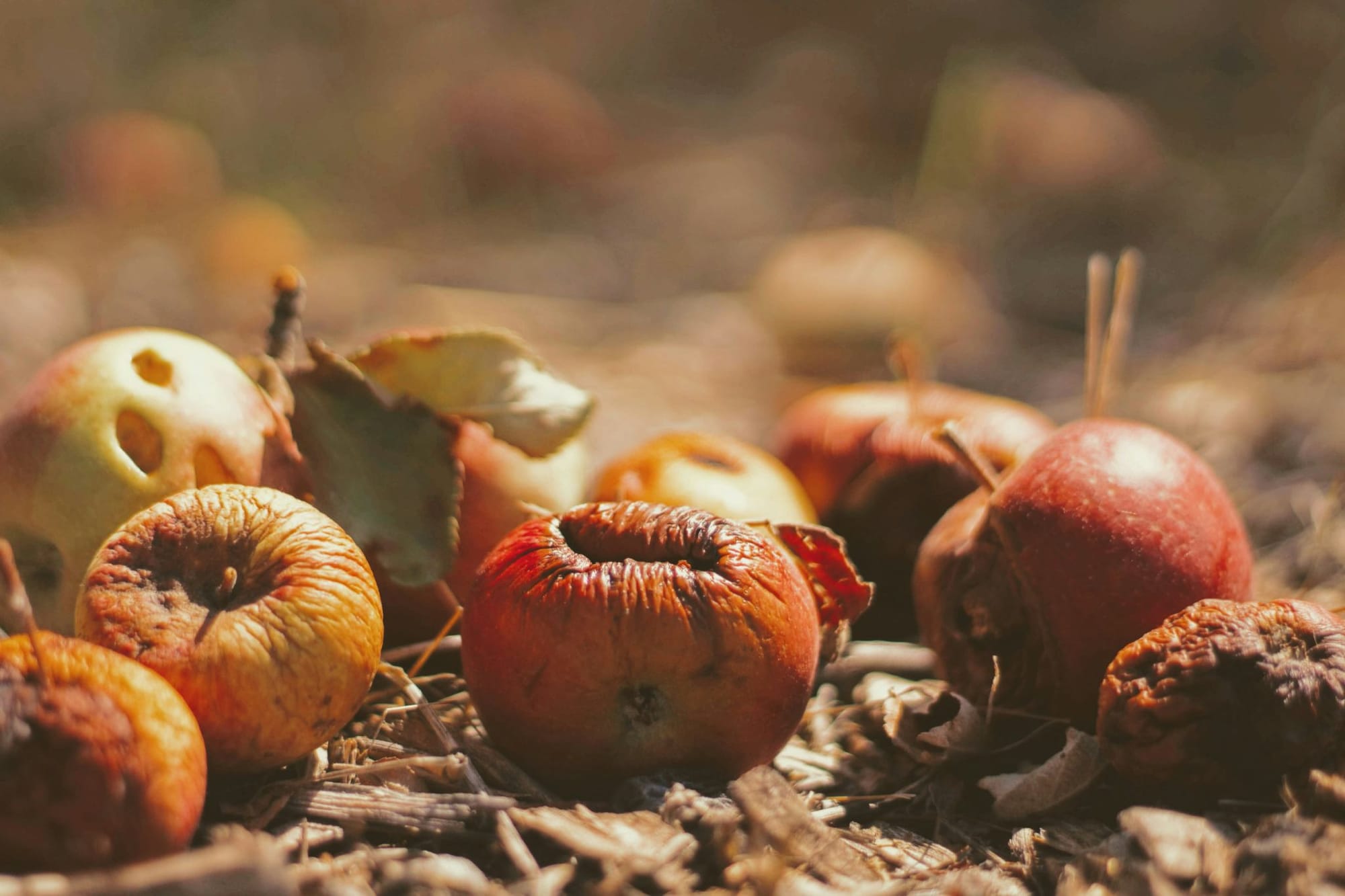 A photo of rotting apples on top of wood chips