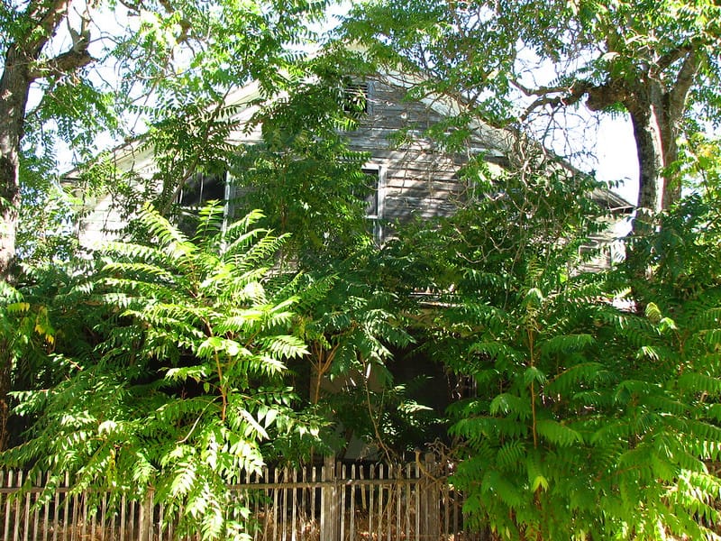 Mount Pleasant residents say 'hell no' to trees of heaven