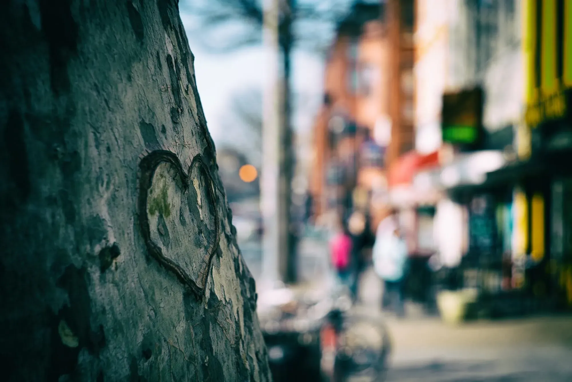 A heart carved into a sycamore tree in Washington, D.C.