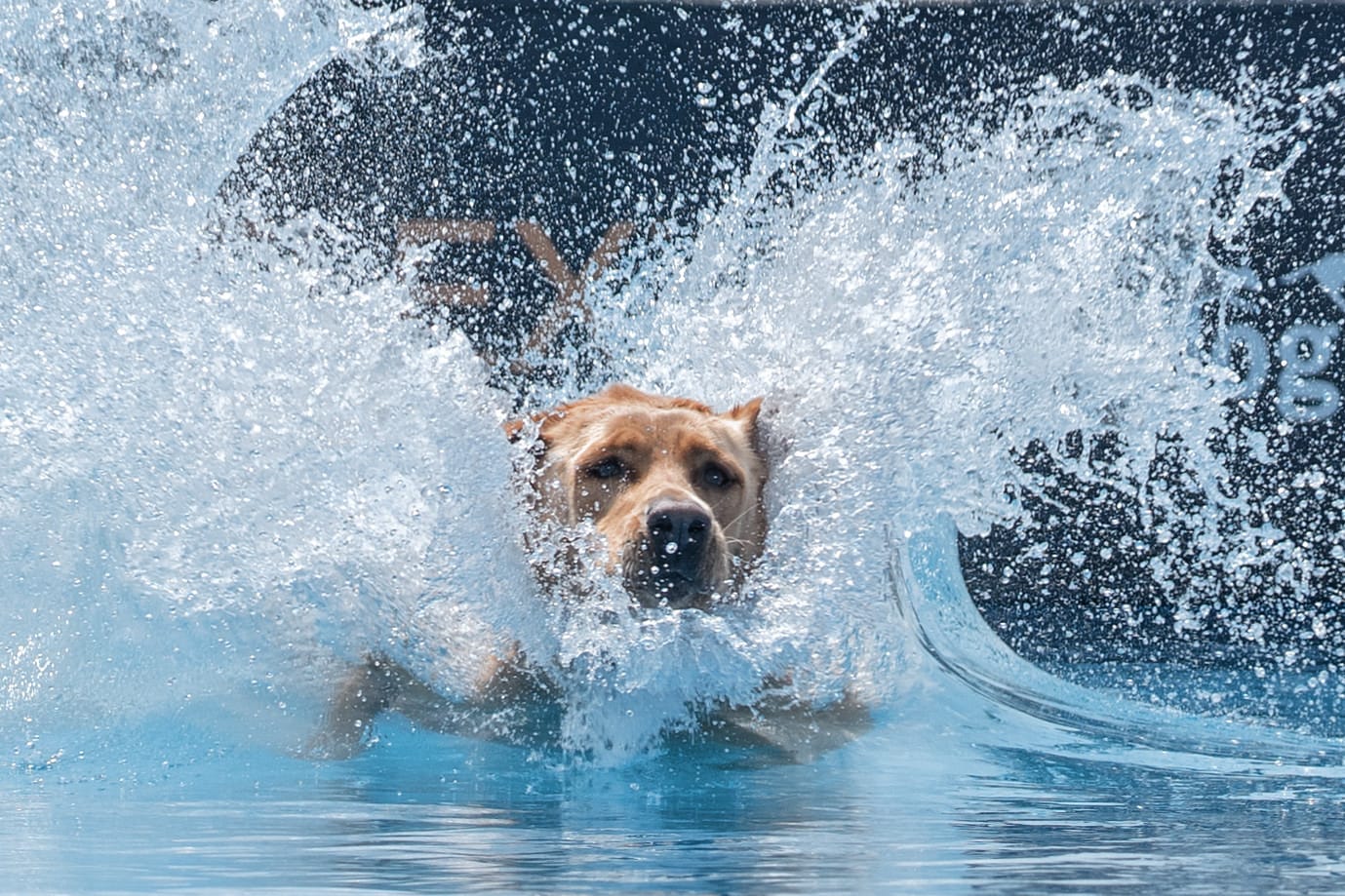 A dog splashes into a pool.