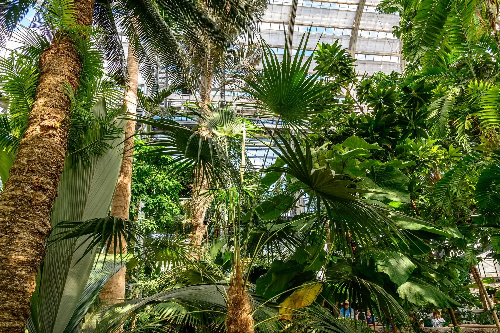 Palm trees at the U.S. Botanic Garden in Washington, D.C.