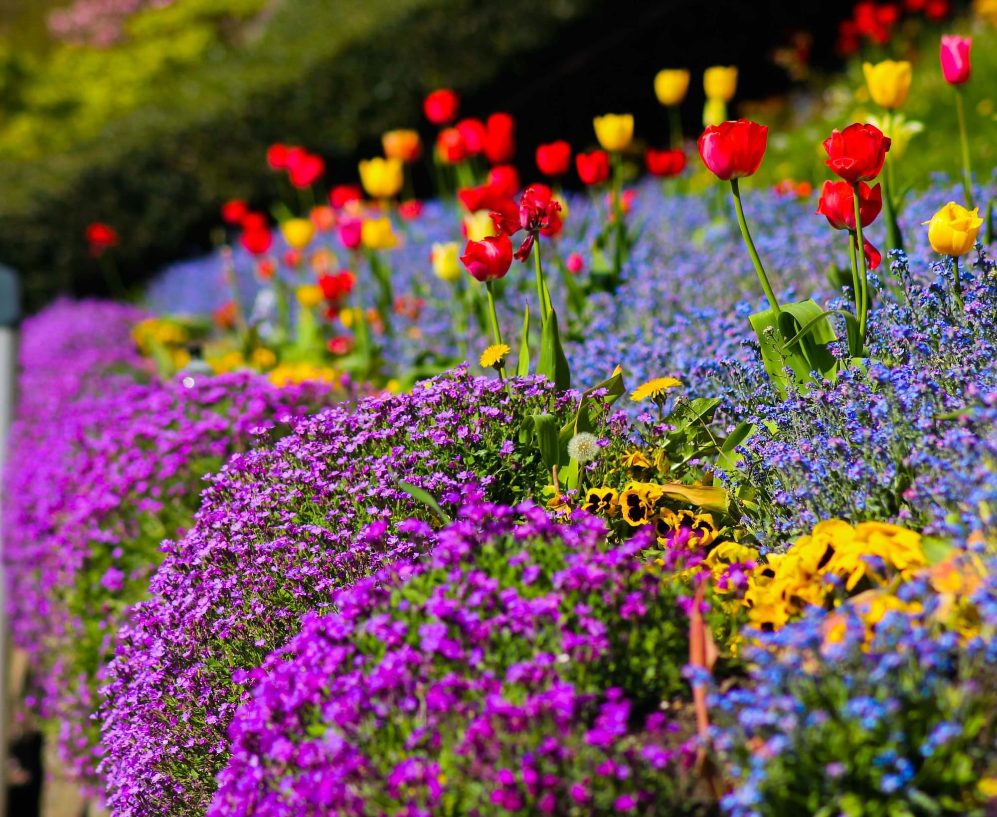 A garden with colorful flowers.