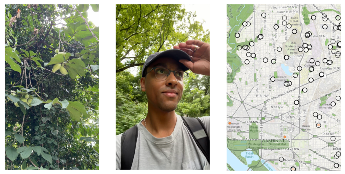 A triptych showing wild pawpaws on the tree; the author looking for pawpaws outside; and a screenshot of an online pawpaw map.