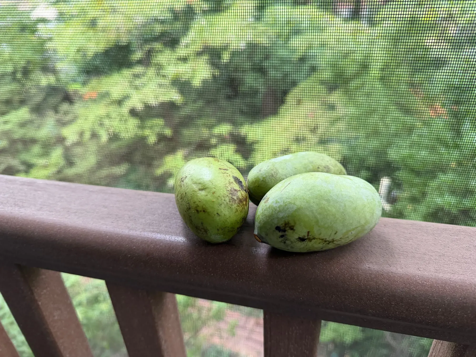 Three pawpaws sit on a balcony railing.