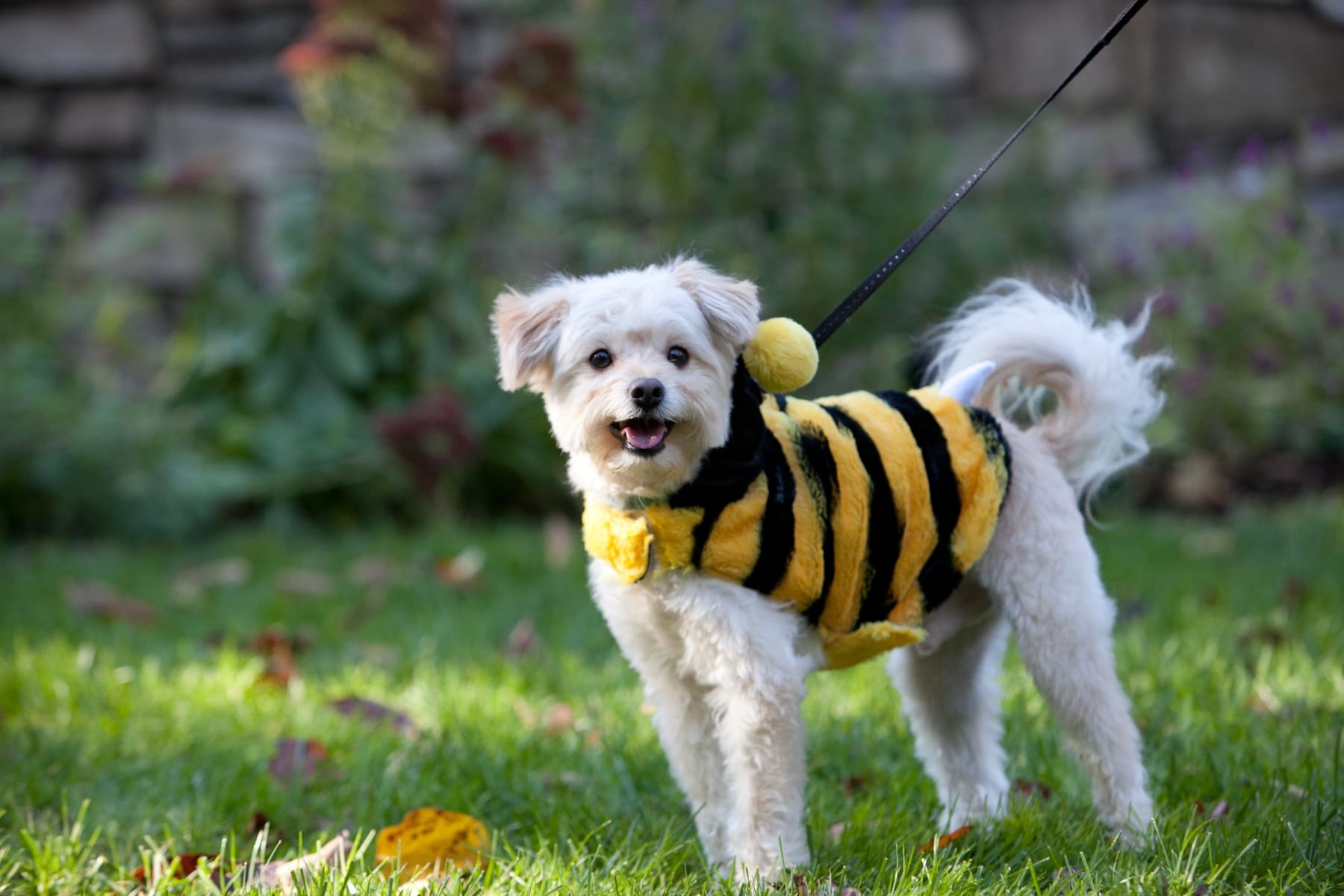 Dog wearing a bumblebee costume