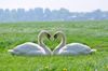 Two white swans making a heart with their necks in the grass. 