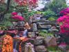 A garden featuring a waterfall, rock art, bright pink flowers, and a Japanese Maple Tree.