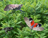 We’re losing the war on spotted lanternflies, but we’re overlooking another battle