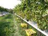 Photo showing rows of grapes being harvested from the vine.