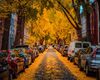 A D.C. street lined with rowhouse is covered in yellow fallen leaves.