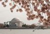 Cherry blossoms in front of the Jefferson Memorial in D.C.'s Tidal Basin.