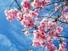 Pink cherry blossoms bloom against a blue sky.