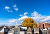 The top of row homes in Adams Morgan with a yellow tree sticking up. 