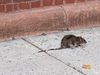 A closeup of a rat on a sidewalk 
