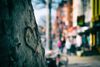 A heart carved into a sycamore tree in Washington, D