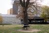 A person and a dog in D.C.'s Garfield Park