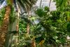 Palm trees at the U.S. Botanic Garden in Washington, D