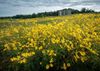 Yellow flowers in front of the Capitol columns at the U.S. National Arboretum.