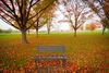A bench in a park covered in autumn leaves
