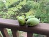 Wild pawpaws on a balcony ledge.