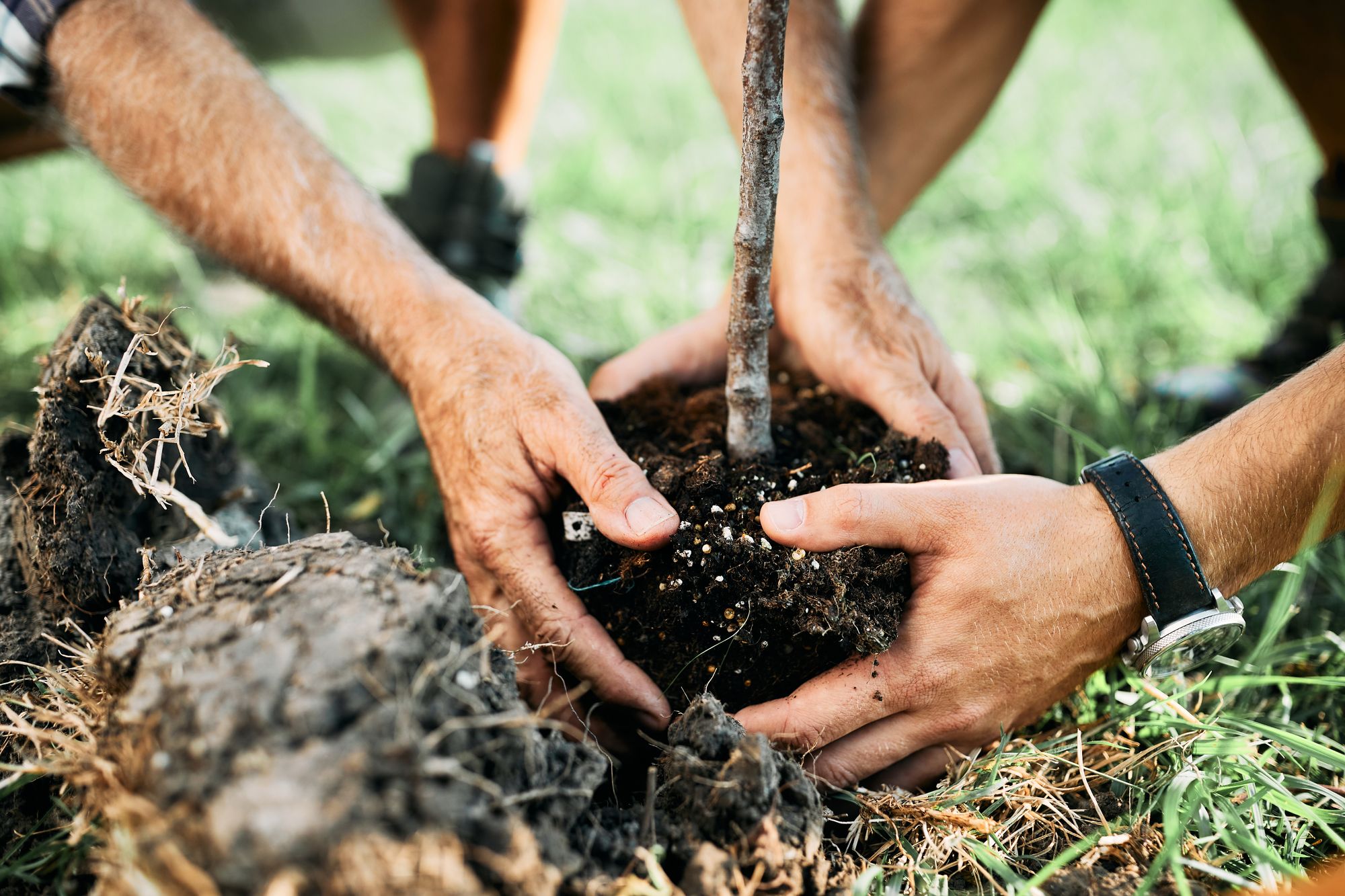 Feedback sees Woolwich make tweaks to roadside tree-planting project