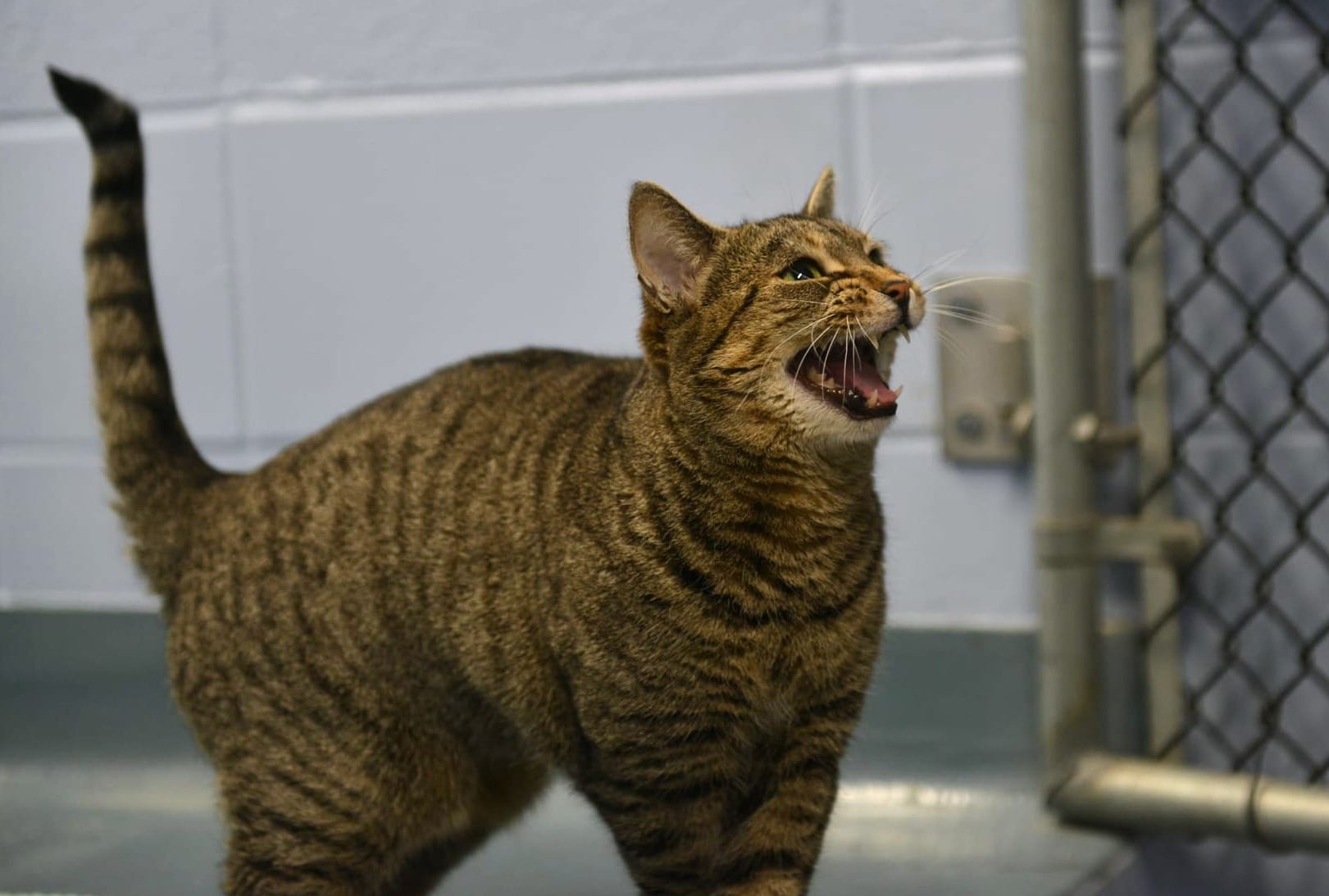 Christmas lists shouldn’t include pets