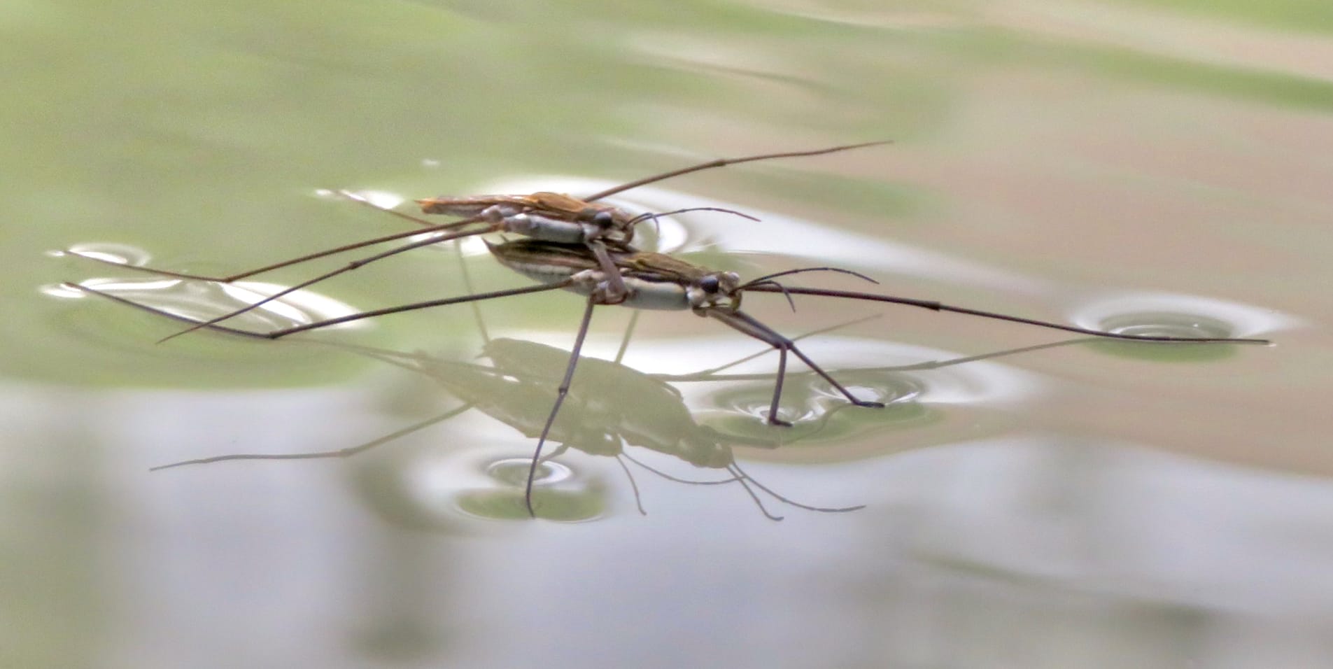 Tiny robots could help remove pollutants from water