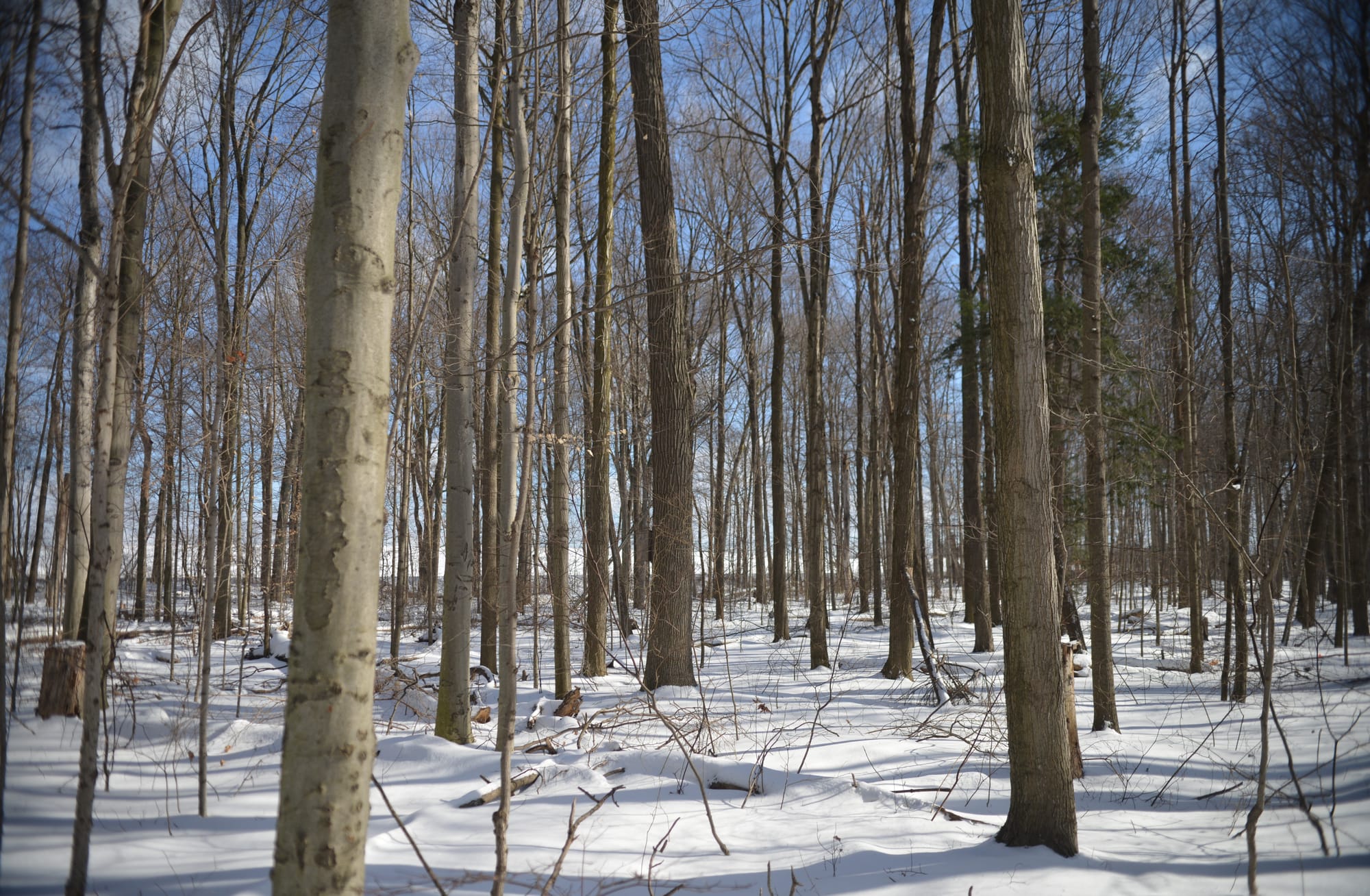 Snowy winter a boon for the trees, says U of G expert